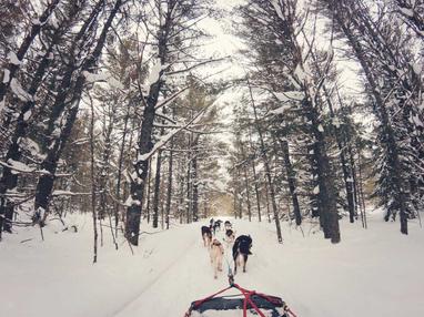 how much does it cost to go dog sledding