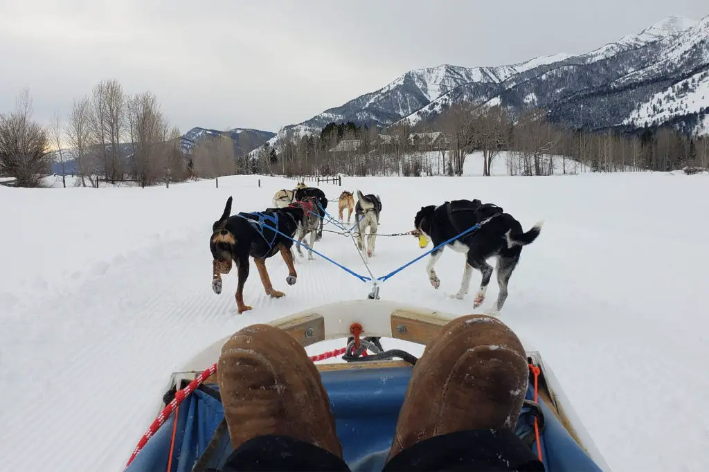 sled dog tours jackson hole