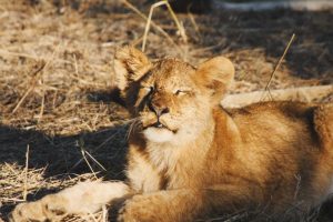 5 Best Affordable African Safari Options In 2024