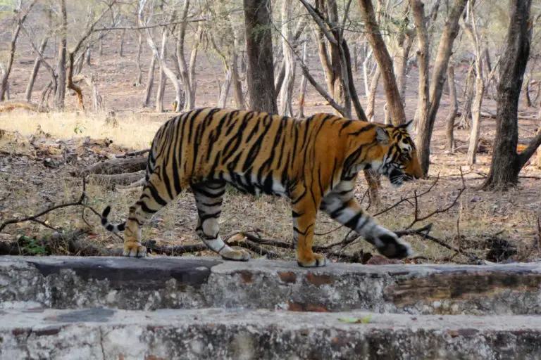 7 Things to Know Before Visiting Ranthambore Tiger Reserve