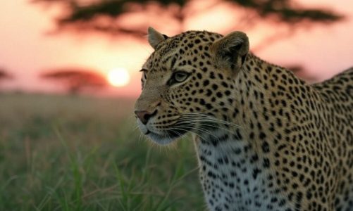 What Leopards Can Teach Us About Patience, Power, and Silence