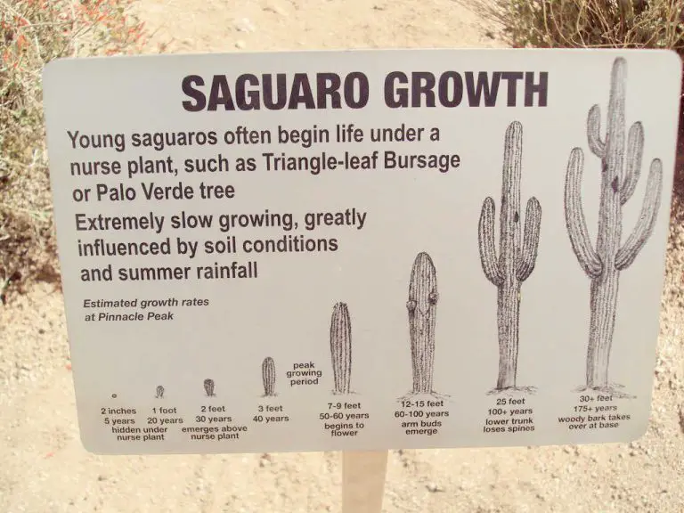 11 Funny and Unique Cacti in Arizona and How to Find Them