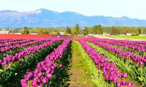 Skagit Valley Tulip Festival 2025: A Budget-Friendly Guide