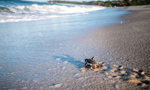 The Great Green Turtle – A Sea Giant with an Ancient History