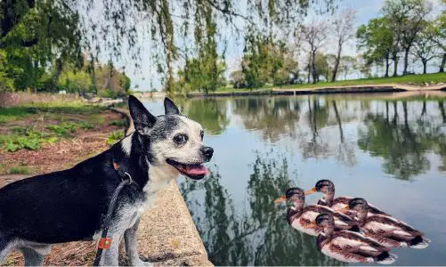 Top 10 Duck-Feeding Spots to Visit Before It’s Too Late