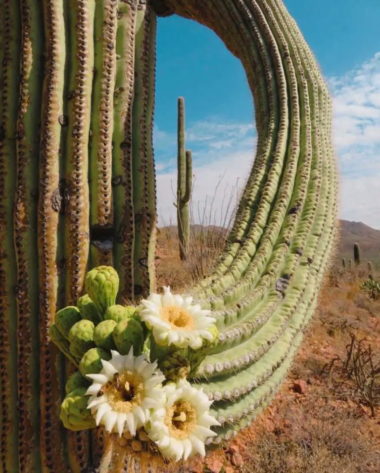 11 Funny and Unique Cacti in Arizona and How to Find Them