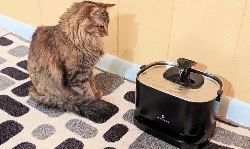 Vacation Hydration – Best Water Fountains for Cats